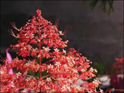 Histoire - dates.
 Coche la bonne réponse, et dans cette réponse il doit y avoir : 
 1. la date du couronnement de Charlemagne ;
 2. la date du couronnement de Clovis ;
 3. la date de la Révolution française.