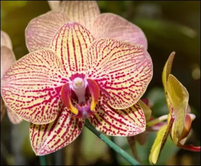 Histoire-musique.
Quel instrument n'est pas un instrument à vent ?