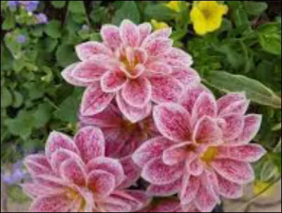 Anglais - Traduis cette phrase : "I'll read you an extract from the book".