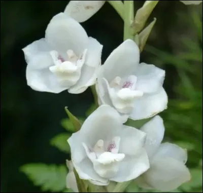 Physique-chimie.
Sur l'image, la fleur est :