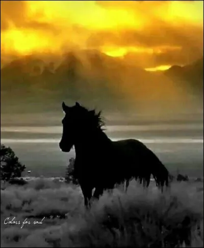 Comment était réputé Bucéphale, cheval d'Alexandre Le Grand ?