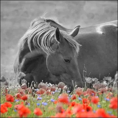 Le plus vieux cheval connu s'appelait Old Billy, à quel âge est-il mort ?
