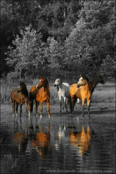 "... l'étalon des plaines", c'est :