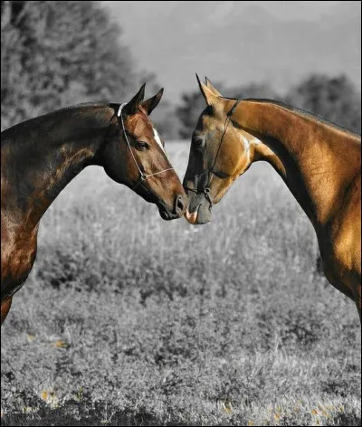 Qui chante "Demandez à mon cheval" ?