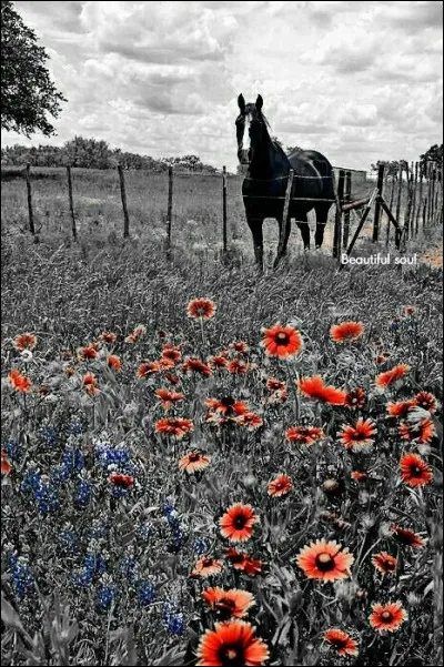 À qui appartenait le petit cheval arabe gris, nommé Le Vizir ?