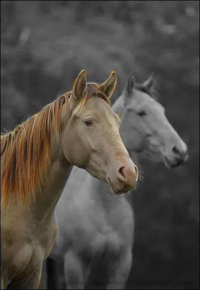 Dans le titre du livre de Walter Farley, comment est Flamme ?