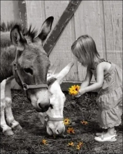 Avec qui l'âne ne voisine-t-il pas dans une fable de La Fontaine ?