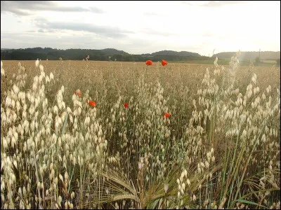 Commune de 1 800 habitants du département d'Indre-et-Loire, située près de Chinon :