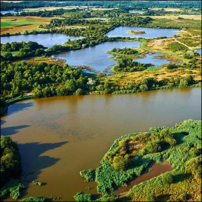 Quel est le batracien qu'on déguste dans les Dombes ?