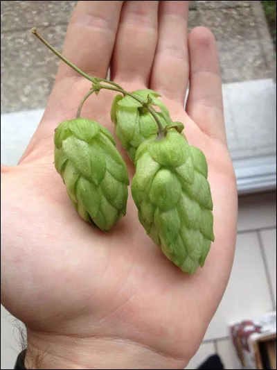 Qu'est-ce-que la kriek ?