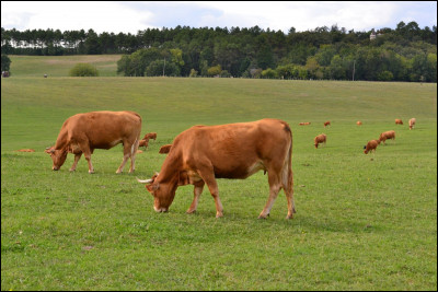 Quelle est cette race ?