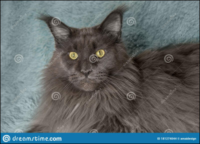 Qui est ce chat et dans quel endroit vit-il ?