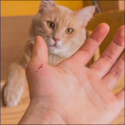 Comment sappelle cette femelle ?