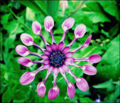 Maths - calculez : 12,50 x 17 + 5,5 =