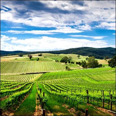 Quelle ville, capitale de l�Australie-M&eacute;ridionale, est en c�ur des vignobles de Barossa Valley et de MacLaren Vale ?