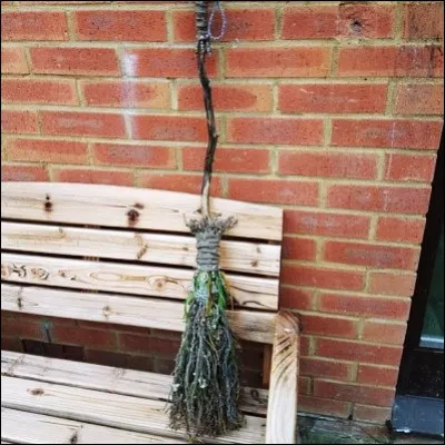 Quel arbuste de la famille des fabac&eacute;es, longtemps utilis&eacute; pour fabriquer des balais, a donn&eacute; son nom &agrave; une famille royale ?