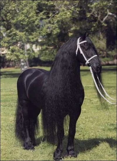 Devinez : quelle est ma race de cheval préférée ? (Facile regardez la photo)