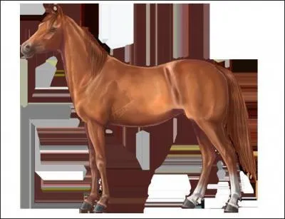 Quelle est la robe qui n'existe pas ?