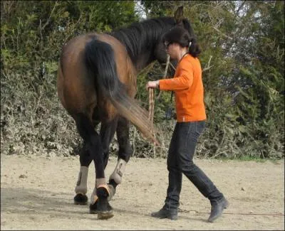 À quel âge débourre-t-on la plupart des chevaux ?