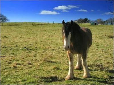 Jusqu'à quel âge les chevaux peuvent-ils vivre ?