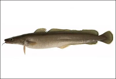 Commune de 500 habitants du département de la Charente, située près de Cognac :