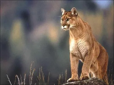 Comment appelle-t-on cet animal ?