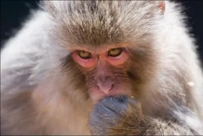 Comment appelle-t-on cet animal ?