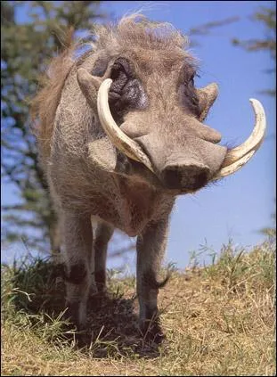 Comment appelle-t-on cet animal ?