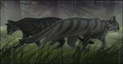 Mais Nuage de Loup, devenu l'apprenti de Cœur de Corbeau, pose sur toi un regard brûlant, avant de se détourner. Nuage de Pie, au contraire, vient directement vers toi et te félicites ! Vos parents vous souhaitent bonne chance, tout comme Feuille de Sapin et Fleur de Coquelicot. Mais Nuage de Loup reste grincheux et fermé. Comment réagis-tu ?