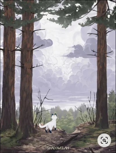 Juste après, Rayon de Lune vient te voir et t'annonce qu'elle va te montrer le territoire, et que Cur de Corbeau et Nuage de Loup viennent aussi. Ainsi, vous partez, et découvrez les frontières. Soudain, tu aperçois un mulot ! D'un regard, ton mentor te donne le droit de le chasser ... mais tu manques ton saut. Nuage de Loup se moque alors de ton échec. Comment réagis-tu ?