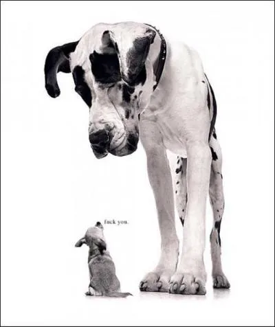 Lequel de ces chiens est le plus petit ?