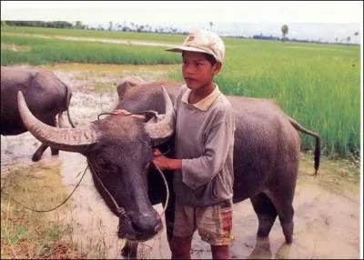 Le buffle d'Asie est originaire :