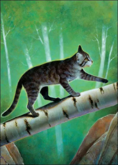 La naissance de Cur Cendré fut mouvementée : la nuit ou elle vit le jour, des blaireaux attaquèrent le camp du Tonnerre. Pour protéger la mère de Cur Cendré, la guérisseuse de l'époque, Museau Cendré, se battit contre un animal qui était entré dans la pouponnière, mais elle y laissa la vie. Quel autre chat mourut au cours du combat ?