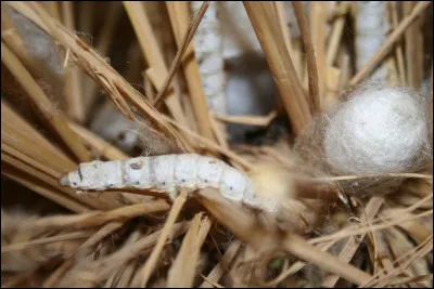 La galette est un fil grossier et moins brillant que la soie, obtenu en cardant et filant la soie des cocons perc&eacute;s par des vers &agrave; soie. Quel est le nom scientifique du ver &agrave; soie ?
