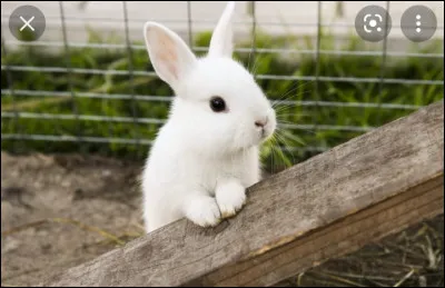 Quelle est ta proie préférée ?