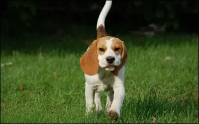 Quel est ton animal préféré ?