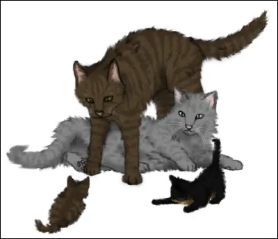 Qui sont les chatons de Fleur de Bruyère et Pelage de Poussière ?