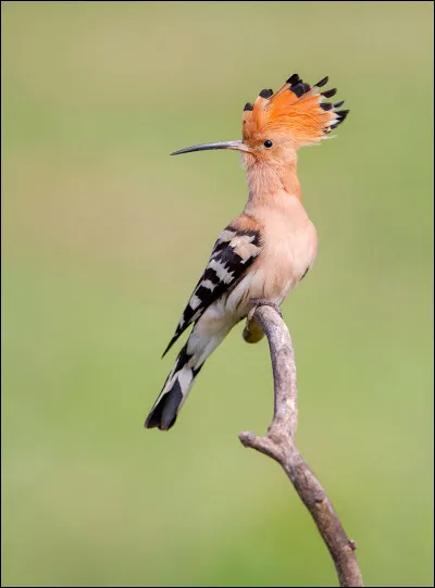 Quel est cet oiseau migrateur ?