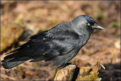 À quelle famille appartient le choucas des tours ?