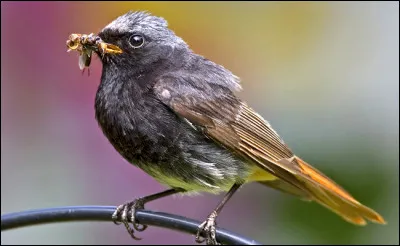 Cet oiseau est un...