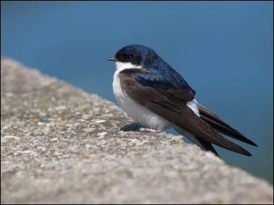 Quel est le nom de cet oiseau ?