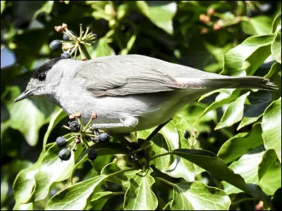 Quel est cet oiseau ?