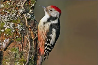 Quel est cet oiseau ?