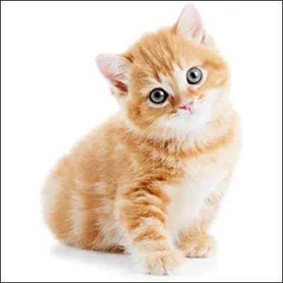 Quel est le nom du b&eacute;b&eacute; chat ?