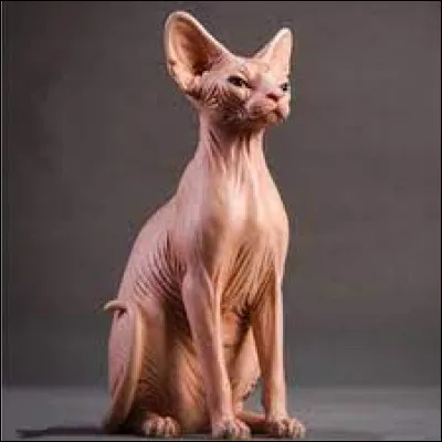 Quelle est la race du chat sans poils ?