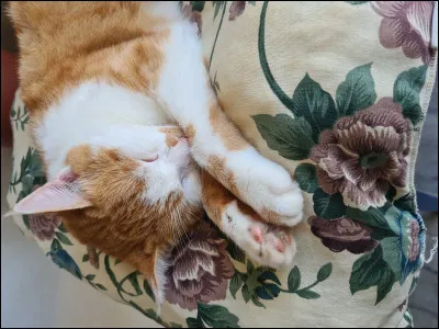 &Agrave; quelle famille appartient le chat ?