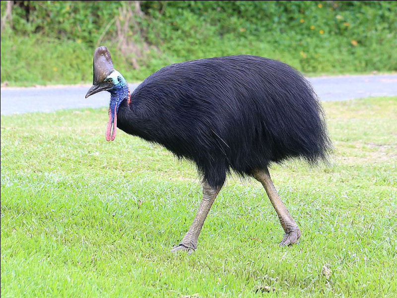 C'est cet oiseau coureur d'Australie :