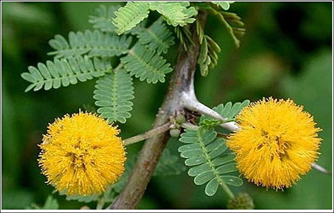 Variété de mimosa encore appelée acacia de Farnèse, qu'on cultive dans le midi de la France pour ses fleurs jaunes très odorantes employées en parfumerie :