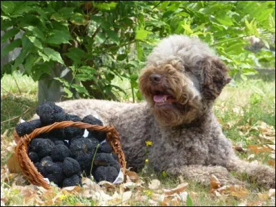 Ce chien truffier a été entraîné pour le...