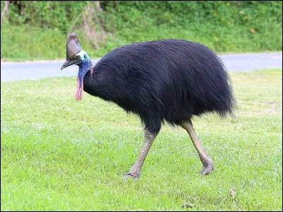 C'est cet oiseau coureur d'Australie :
